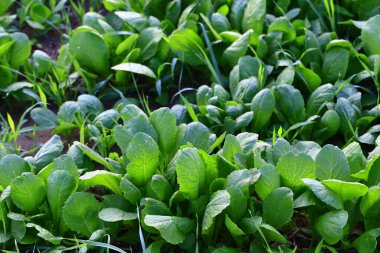 Tarlada Çin lahanası