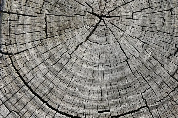 Old Board Background Texture Old Tree — Stock Photo, Image