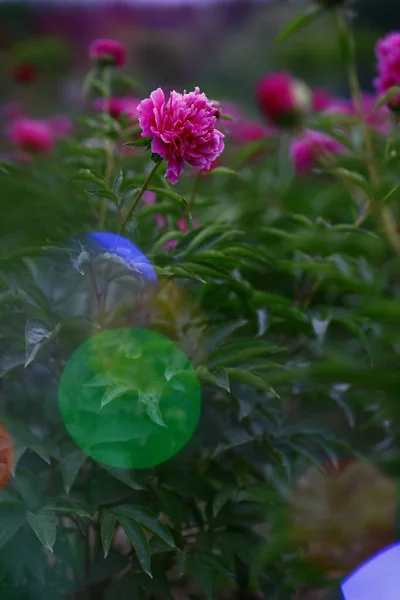 꽃피는 조랑말 아름답다 — 스톡 사진