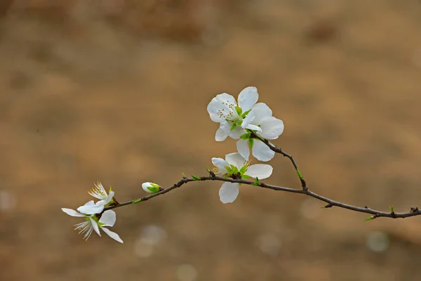 Цветущие Абрикосовые Цветы Красивые — стоковое фото