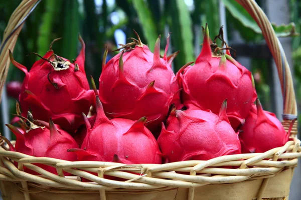 Dragon Fruit Hanging Tree — Stock Photo, Image