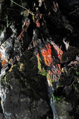 Yaz dağ ormanı peyzaj