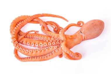 Beyaz arkaplanda ahtapot