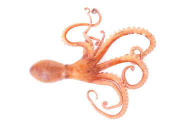 Beyaz arkaplanda ahtapot