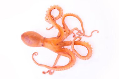 Beyaz arkaplanda ahtapot