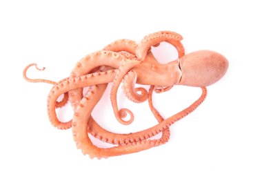 Beyaz arkaplanda ahtapot