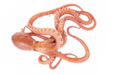 Beyaz arkaplanda ahtapot