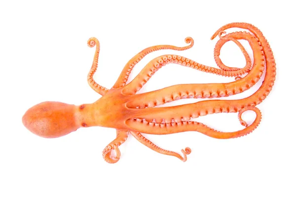 Octopus Een Witte Achtergrond — Stockfoto