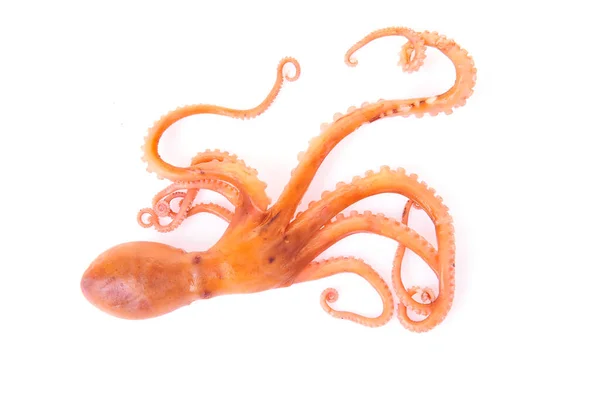 Octopus White Background — Stock Photo, Image