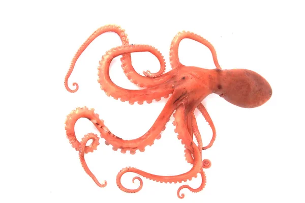 Octopus Een Witte Achtergrond — Stockfoto