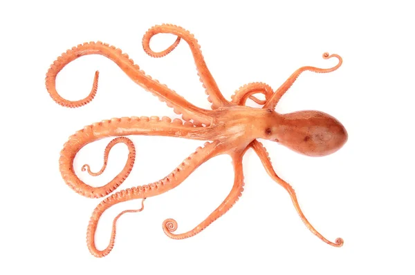 Octopus White Background — Stock Photo, Image