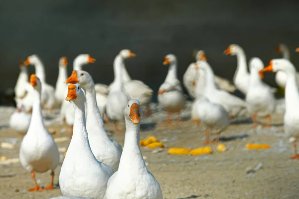 Goose Yard — Stockfoto