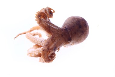 Beyaz arkaplanda ahtapot