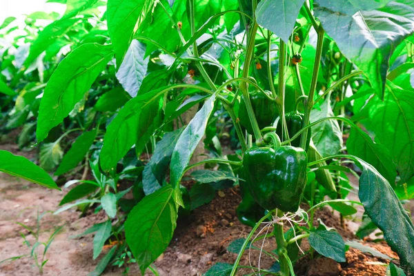 Pimenta Verde Cultivada Estufa — Fotografia de Stock