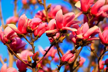 Çiçek açan manolya çiçeği, çok güzel.