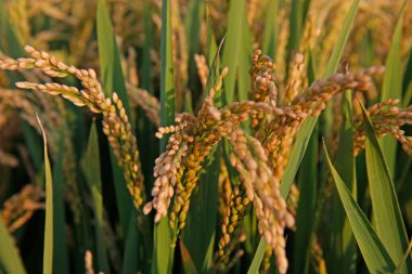 Paddy fields of autumn, the harvest scene