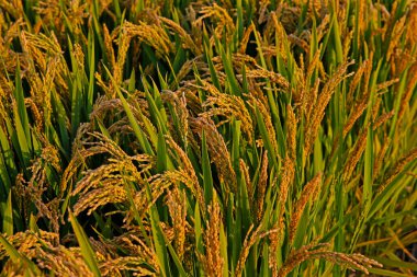 Paddy fields of autumn, the harvest scene