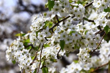 Çiçek açan armut, çok güzel.