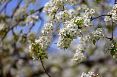 Çiçek açan armut, çok güzel.