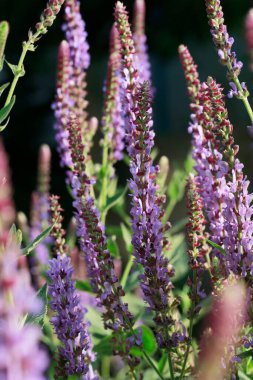 Lavantanın güzelliği