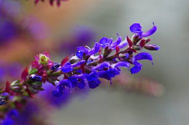 Lavantanın güzelliği