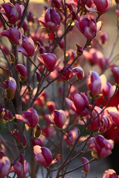 Flor Magnolia Floreciente Muy Hermosa — Foto de Stock