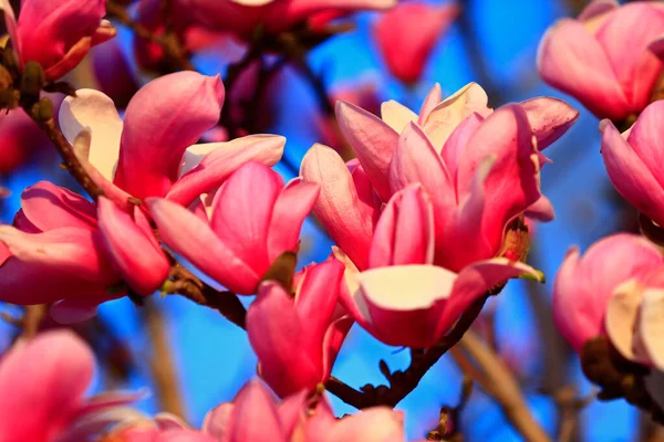 Blooming Magnolia Flower Very Beautiful — Stock Photo, Image