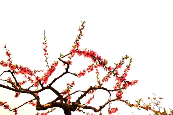 Цветущий Персиковый Цветок Красивый — стоковое фото