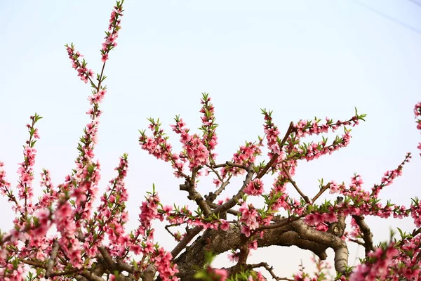 Blühende Pfirsichblüte Sehr Schön — Stockfoto