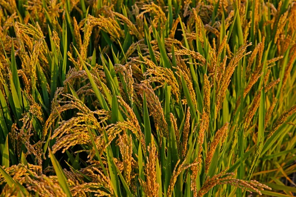 Reisfelder Herbst Die Ernteszene — Stockfoto