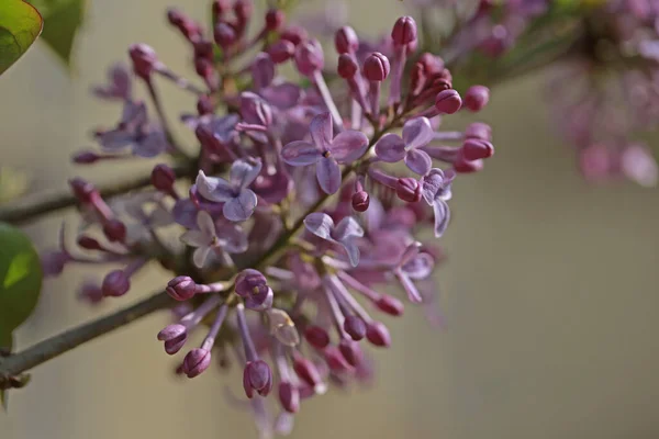 Purple Lilac Bush Flover Closeup — Stock Photo, Image