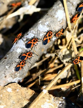 Bugs families and insects