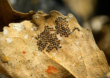 The worm eggs,In the wild