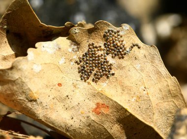The worm eggs,In the wild