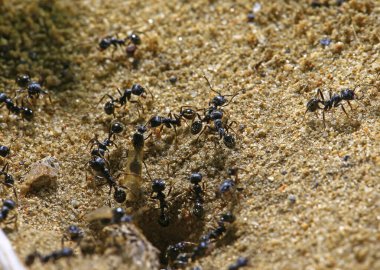 black ants on woo
