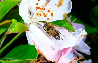 Feed aphid fly, in the wild