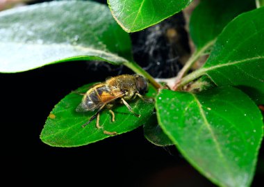 Feed aphid fly, in the wild