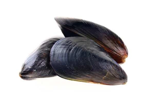 Cozze Sfondo Bianco — Foto Stock