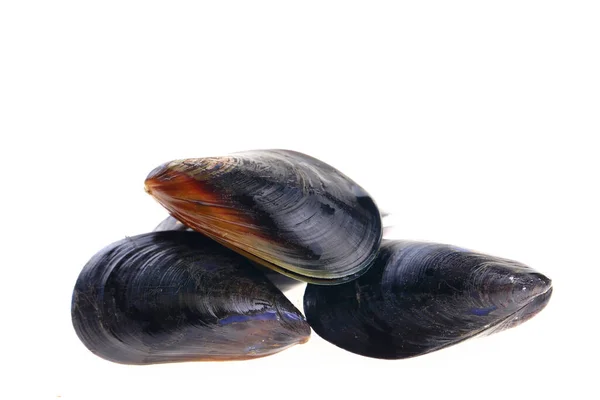 Mussels White Background — Stock Photo, Image