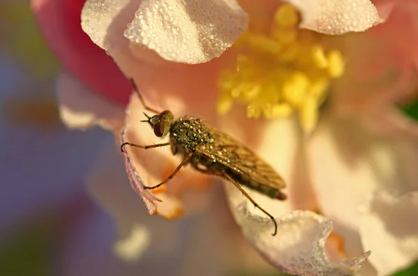 Fliegeninsekten Die Gestohlene Fliege — Stockfoto