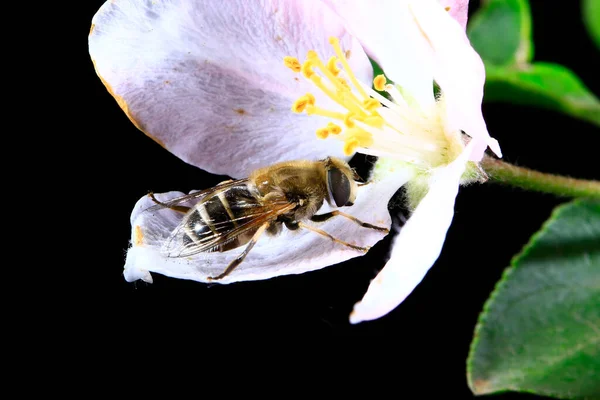 Feed Aphid Fly Wild — Fotografia de Stock