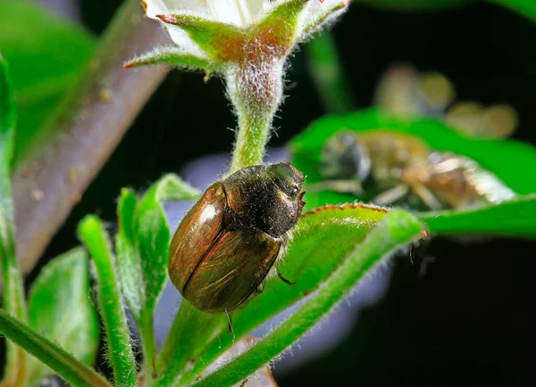 Beetles Taken Wild —  Fotos de Stock