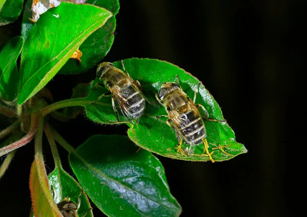 Feed Aphid Fly Wild — Fotografia de Stock