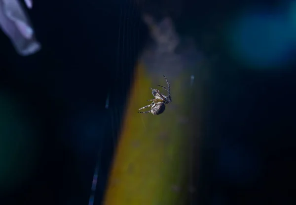 Eine Spinne Freier Wildbahn — Stockfoto