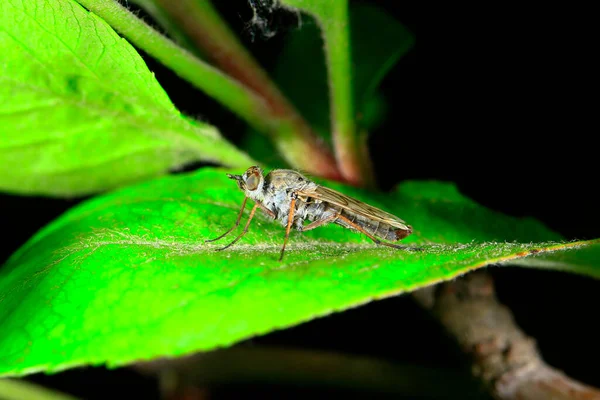 Insectos Voadores Mosca Roubada — Fotografia de Stock