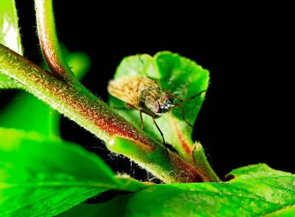 Insectos Mosca Mosca Robada — Foto de Stock