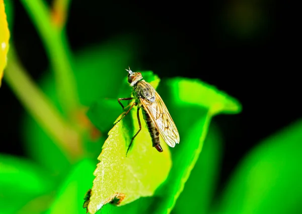 Vliegende Insecten Gestolen Vlieg — Stockfoto