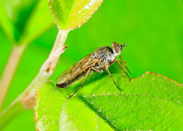 Vliegende Insecten Gestolen Vlieg — Stockfoto