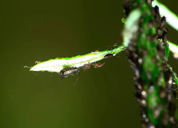 Worm Eggs Wild — Stock fotografie