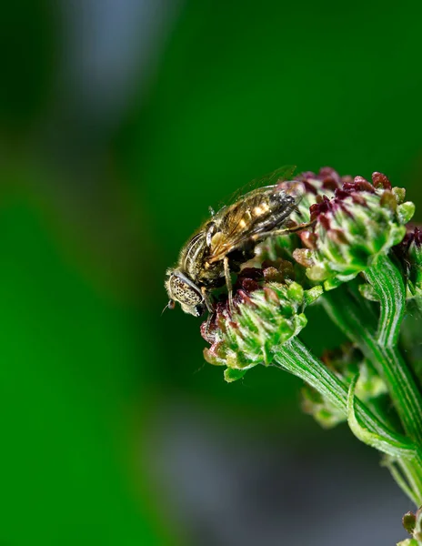 Gadflugan Tagen Det Vilda — Stockfoto